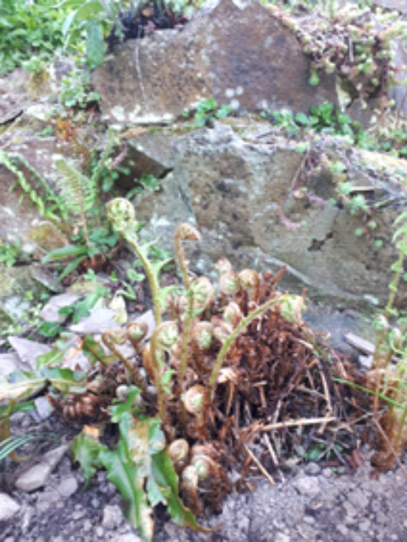 Ferns1 Ferns
