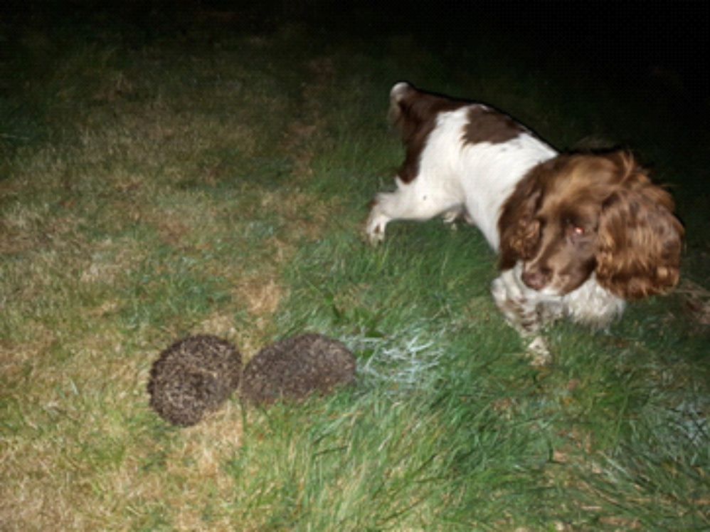 Hedgehogs 2 Hedgehogs