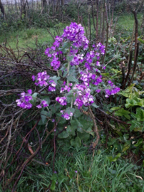 Honesty Flowers Honesty Flowers