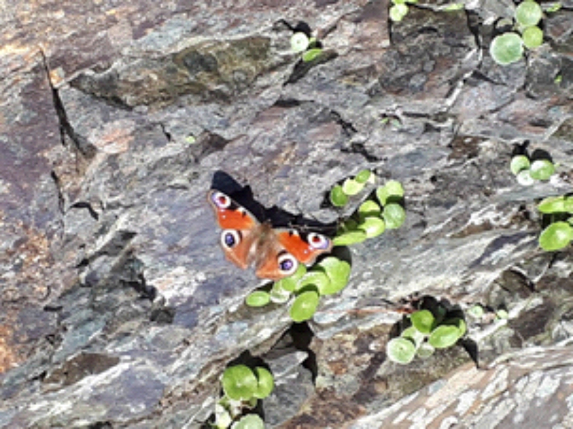 Peacock Butterfly Peacock Butterfly