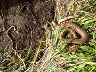 Slow Worms Slow Worms