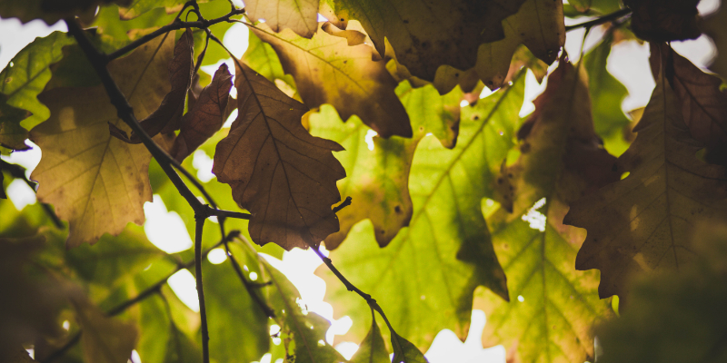 Give the gift of a tree this Christmas
