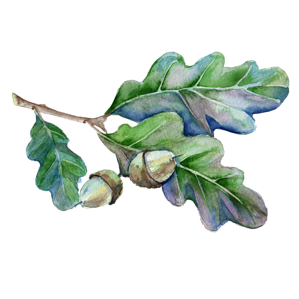 Oak Leaf