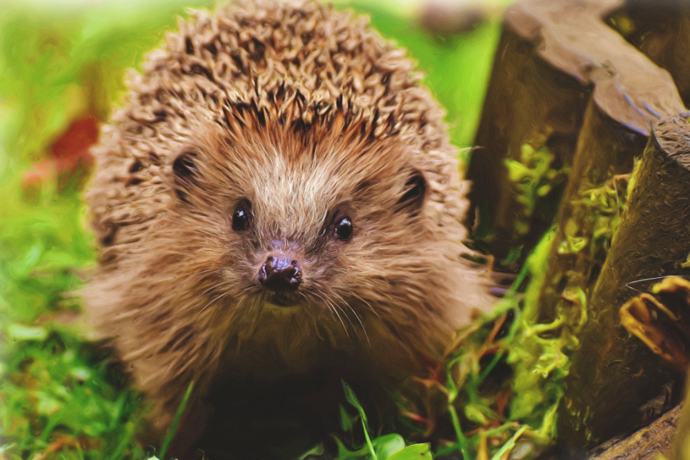 Hugh Warwick: How to help our Hedgehogs?