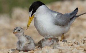 Interior Least Tern