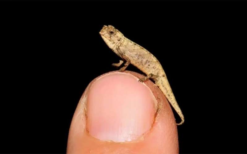 brookesia nana