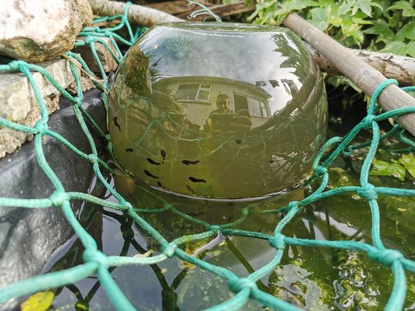 Tadpoles Tadpoles in a room with a view in your pond