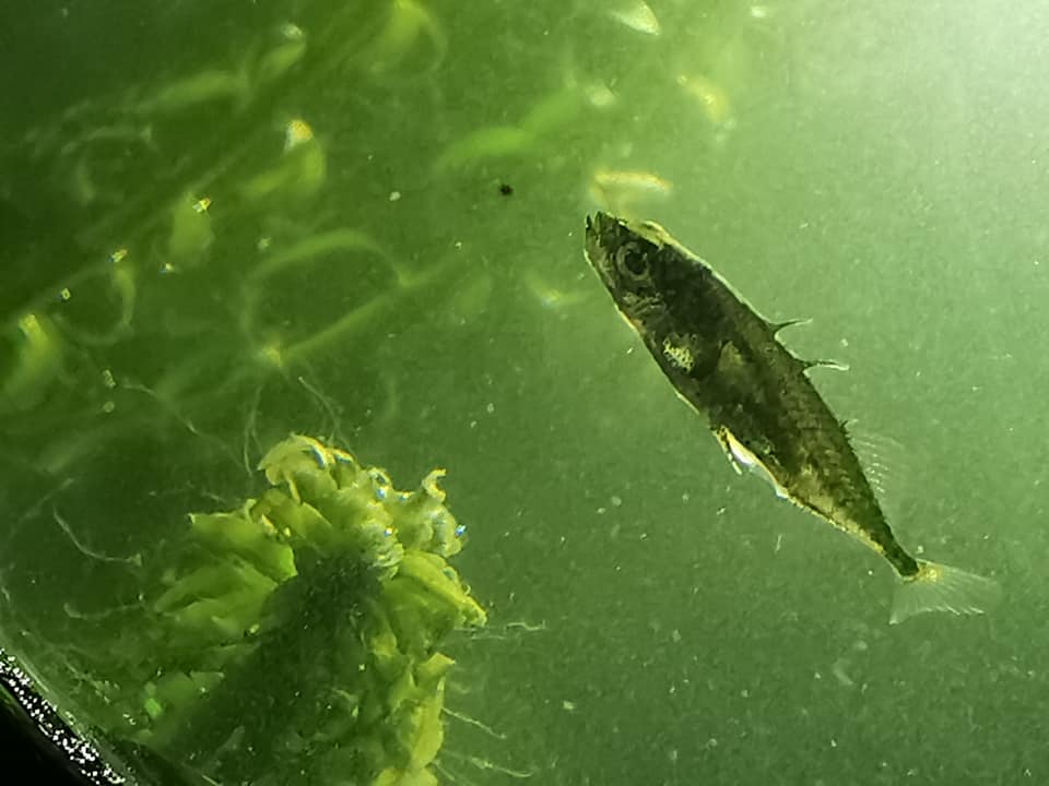 Stickleback Stickleback