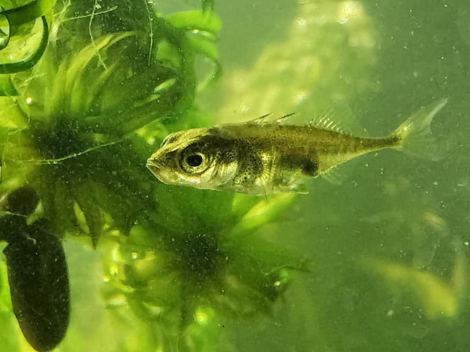 UK Stickleback