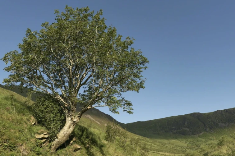 Lone Rowan Tree
