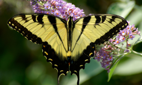 Butterfly Plants