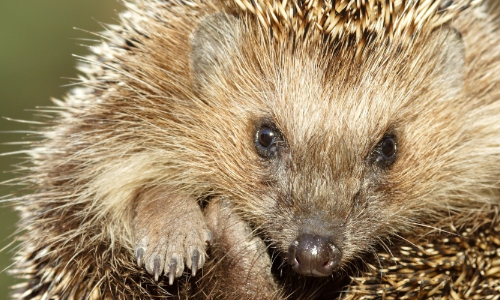 Hedgehog Home