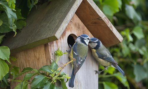Bird Box & Feeder