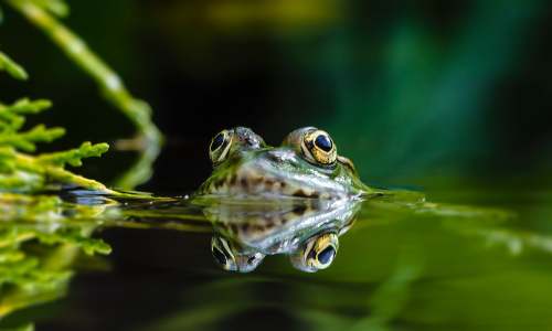 Wildlife Pond