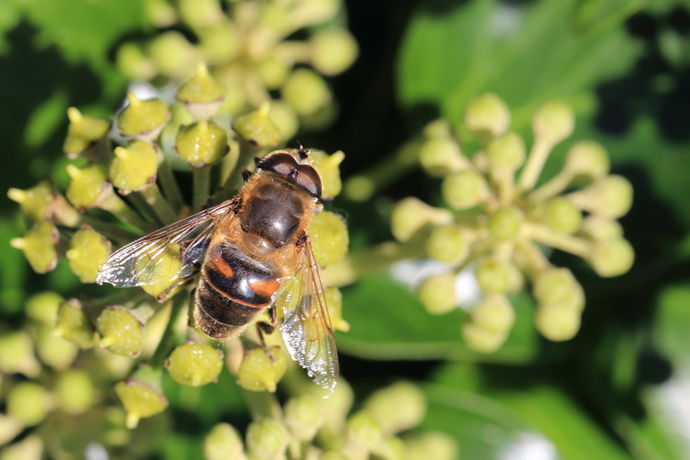 Dronefly larvae, Eristalis tenax, rat-tailed maggot