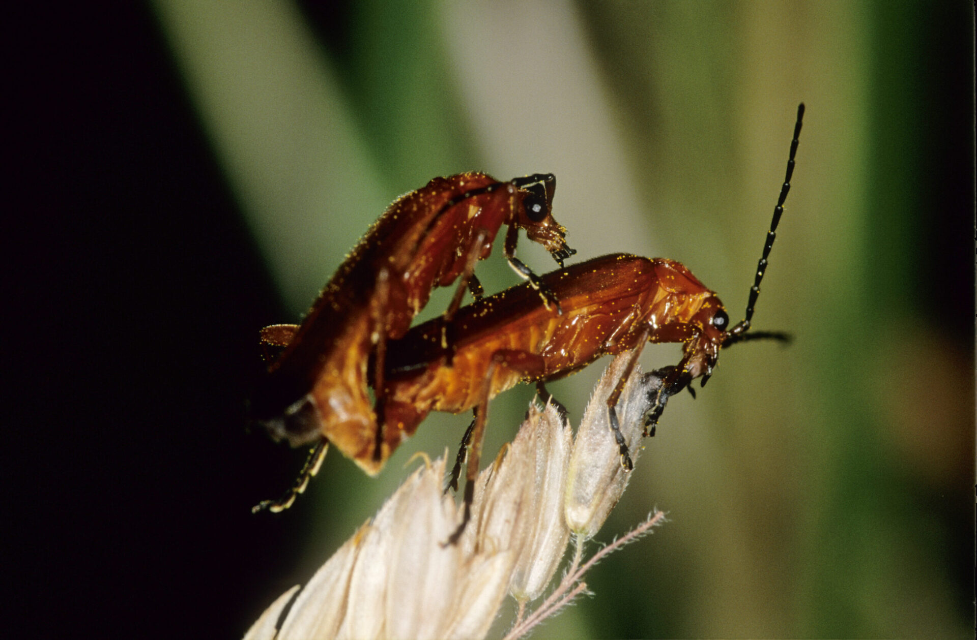 Soldier Beetles