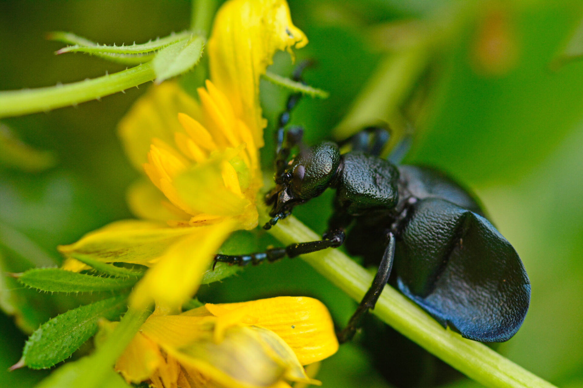 Oil beetle