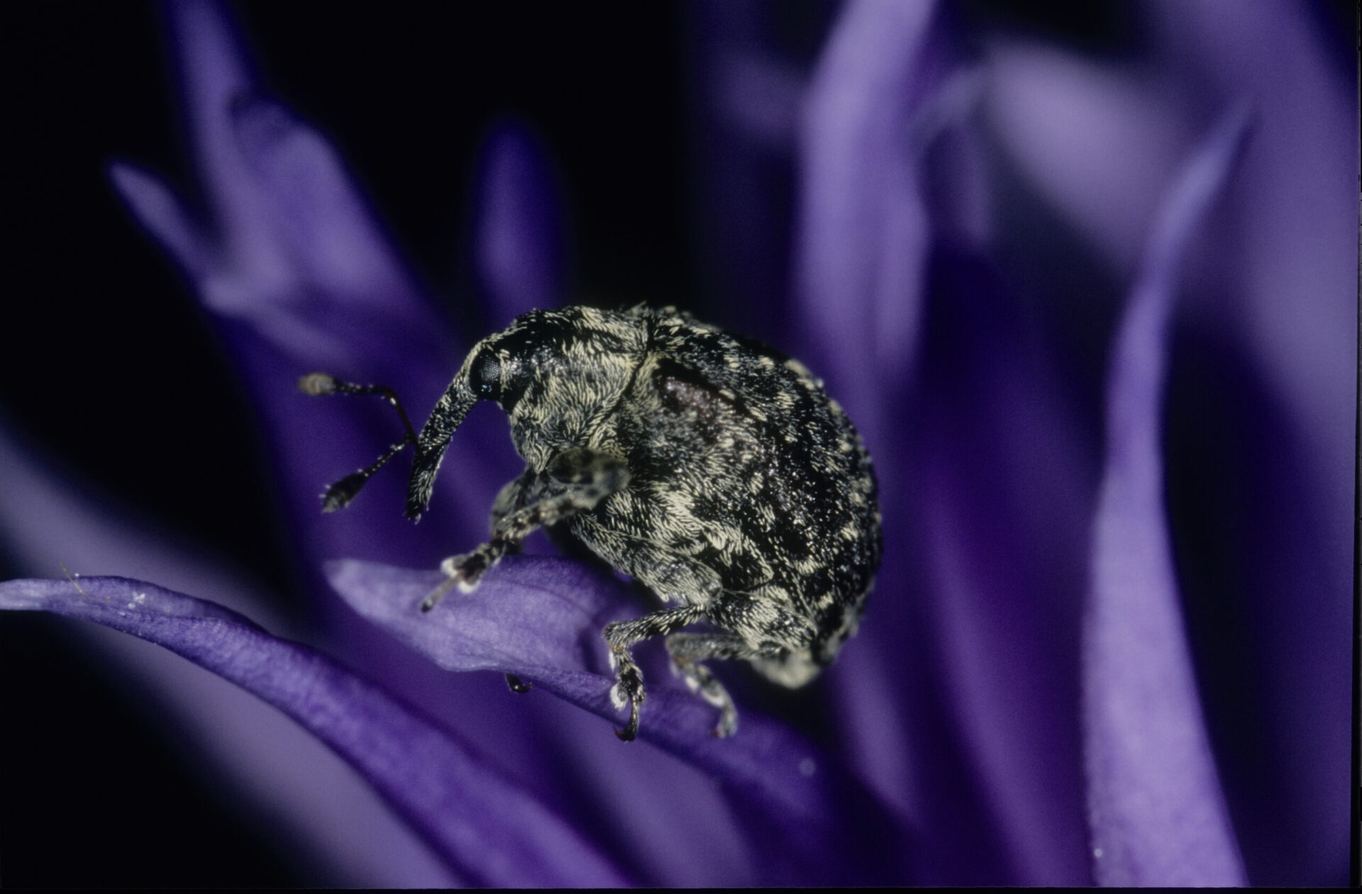 Weevil