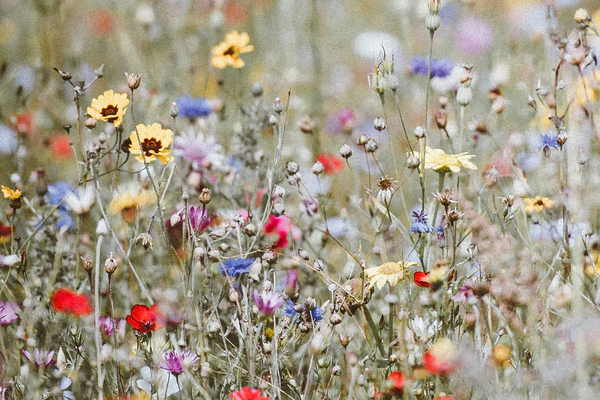 Enhancing Biodiversity on Council Green Spaces