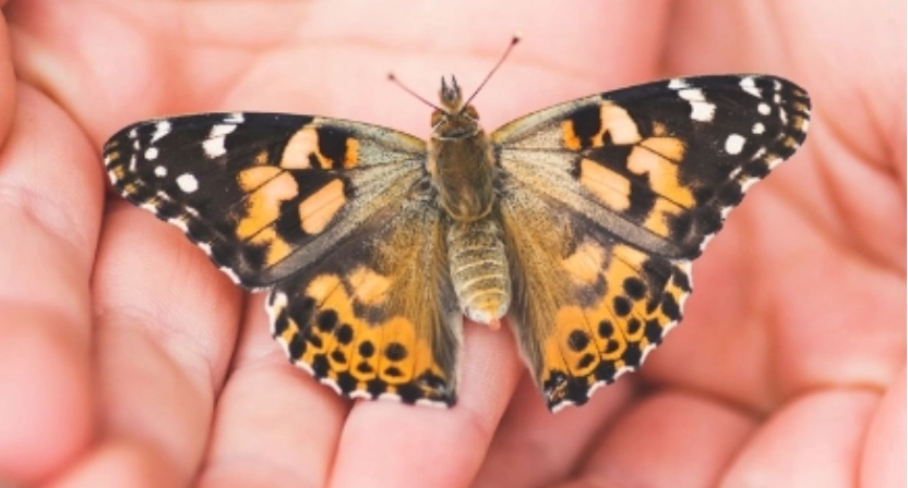 Butterfly Image of a butterfly